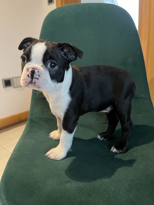 Boston Terrier - uroczy  szczeniaczek