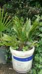 Palmeira Sica Jardim