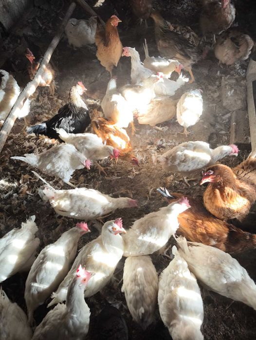 Продаются куры несушка и домашние.