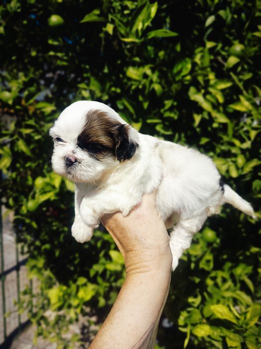 Shih tzu lindíssimo,vacinado e desparasitado