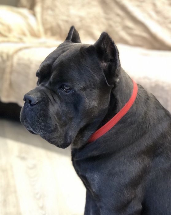 Кане Корсо . Вязка . Серый . КСУ