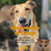 Pet sitting/ walking e creche! (Cães e gatos)