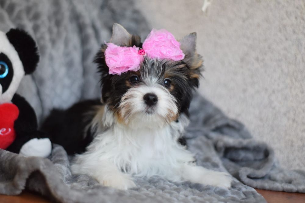 Цуценятко дівчинка бівер Йорк