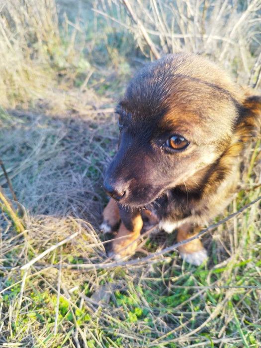 Маленький девчонок-собачонок ищет семью