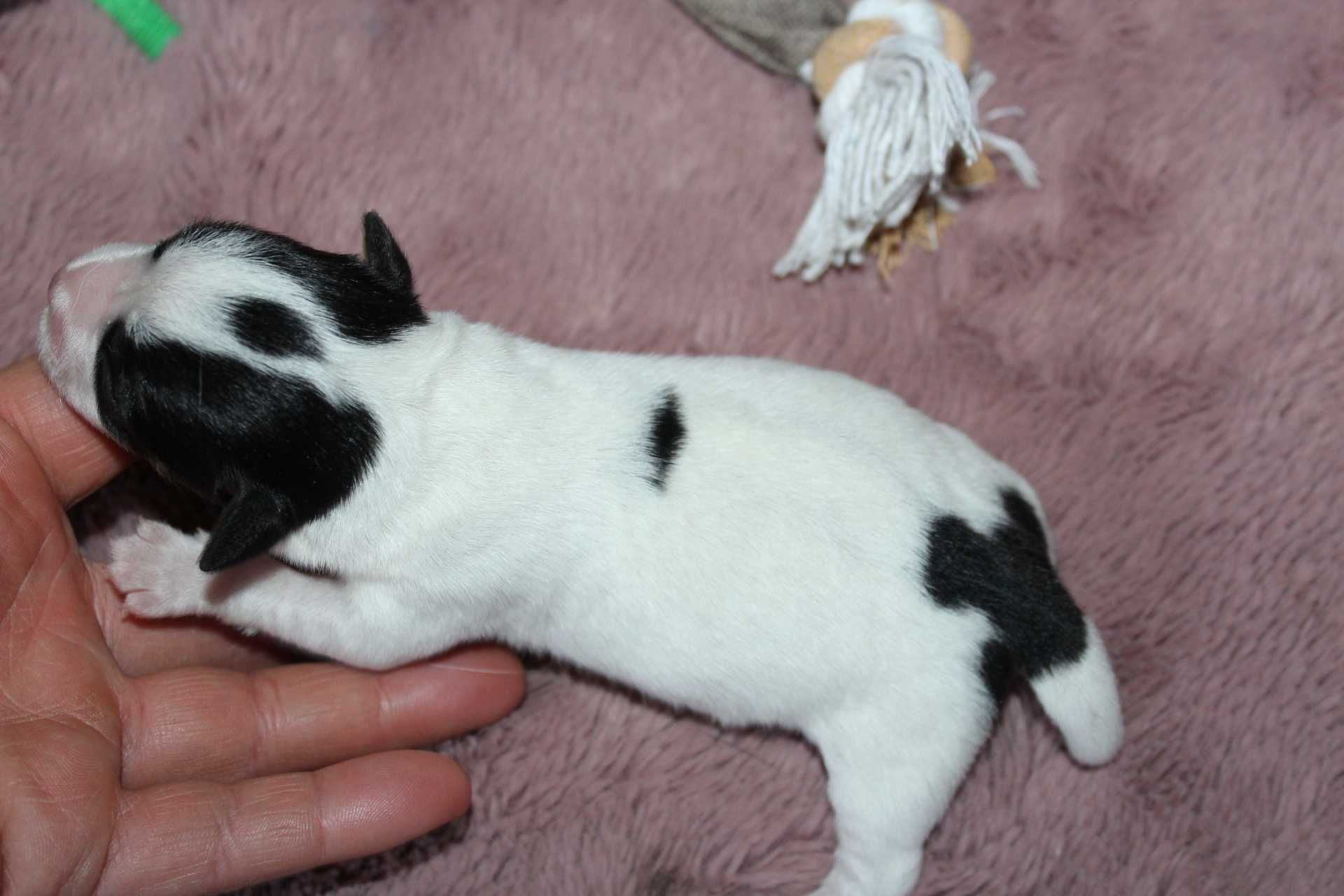 PIESEK Jack russel terrier  Tricolor