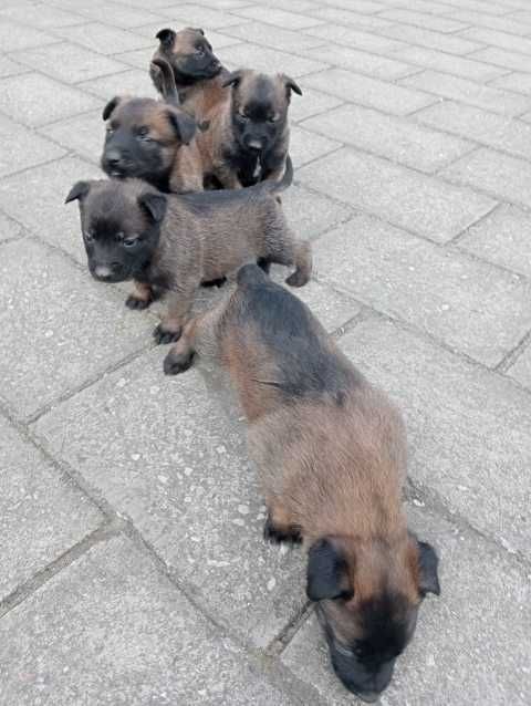 Owczarka belgijski malinois