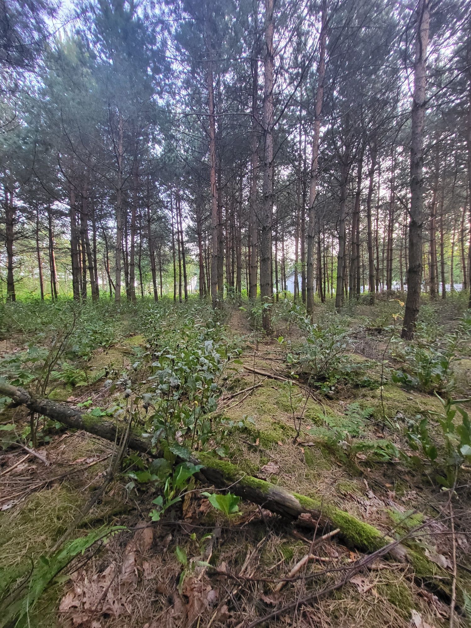 Działka z warunkami zabudowy