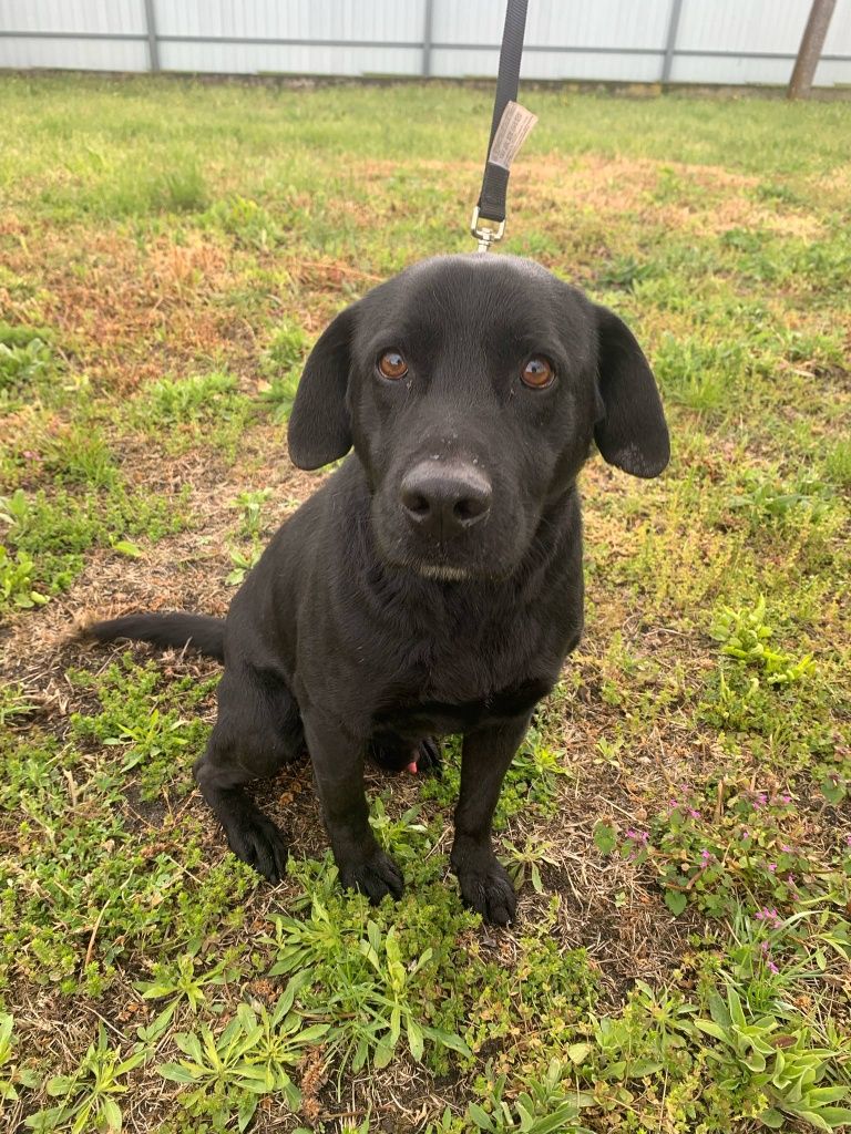 Emil pies w typie labradora do adopcji
