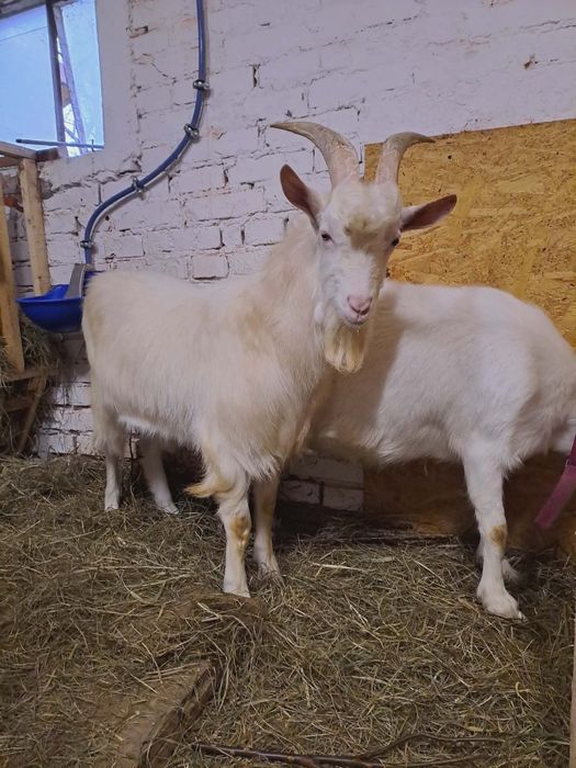 Kozioł Cap Saaneński