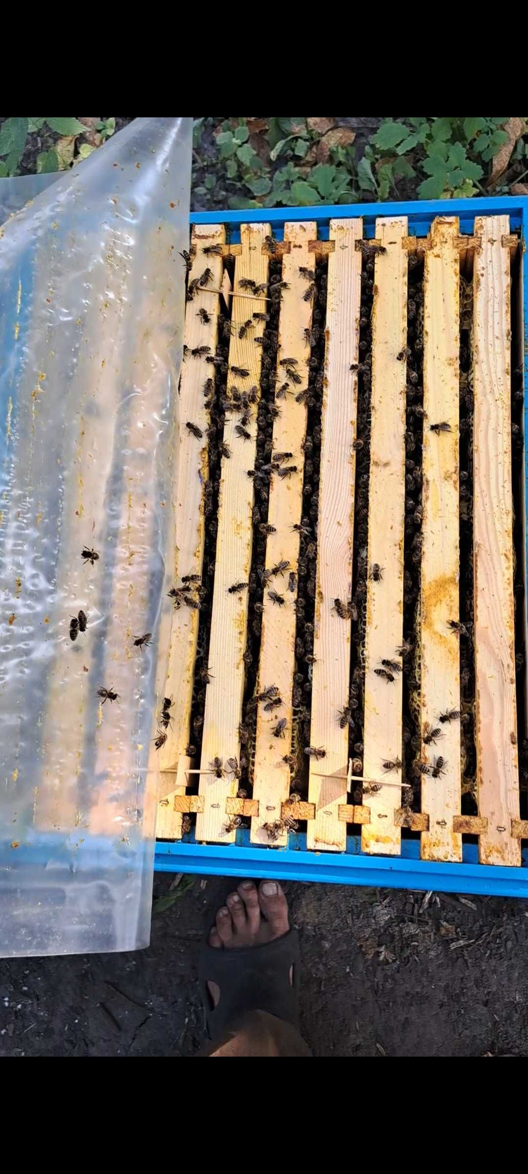 Бджолопакети . Бджоли