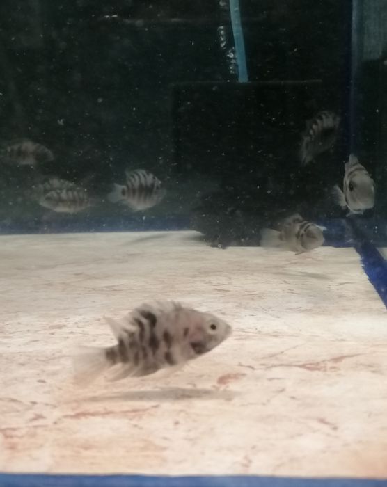 Acará do Congo juvenil