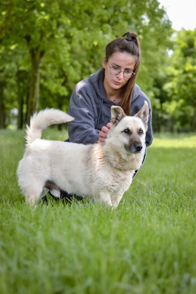 Biszkoptowy, 10 letni psiak też chciałby mieć Dom!