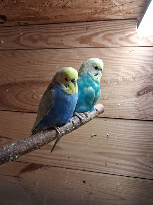 Sprzedam papugi faliste, tęczowe.  LIKWIDACJA HODOWLI.