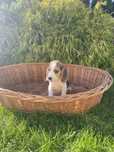 Szczeniak Beagle Pies