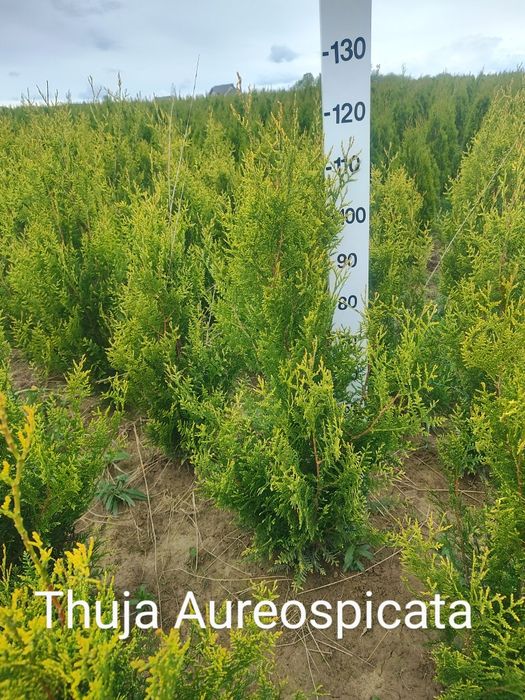 Tuja Szmaragd - Tuja Brabant - Tuja Aureospicata