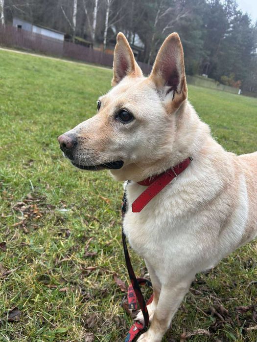 pies do adopcji w typie labka