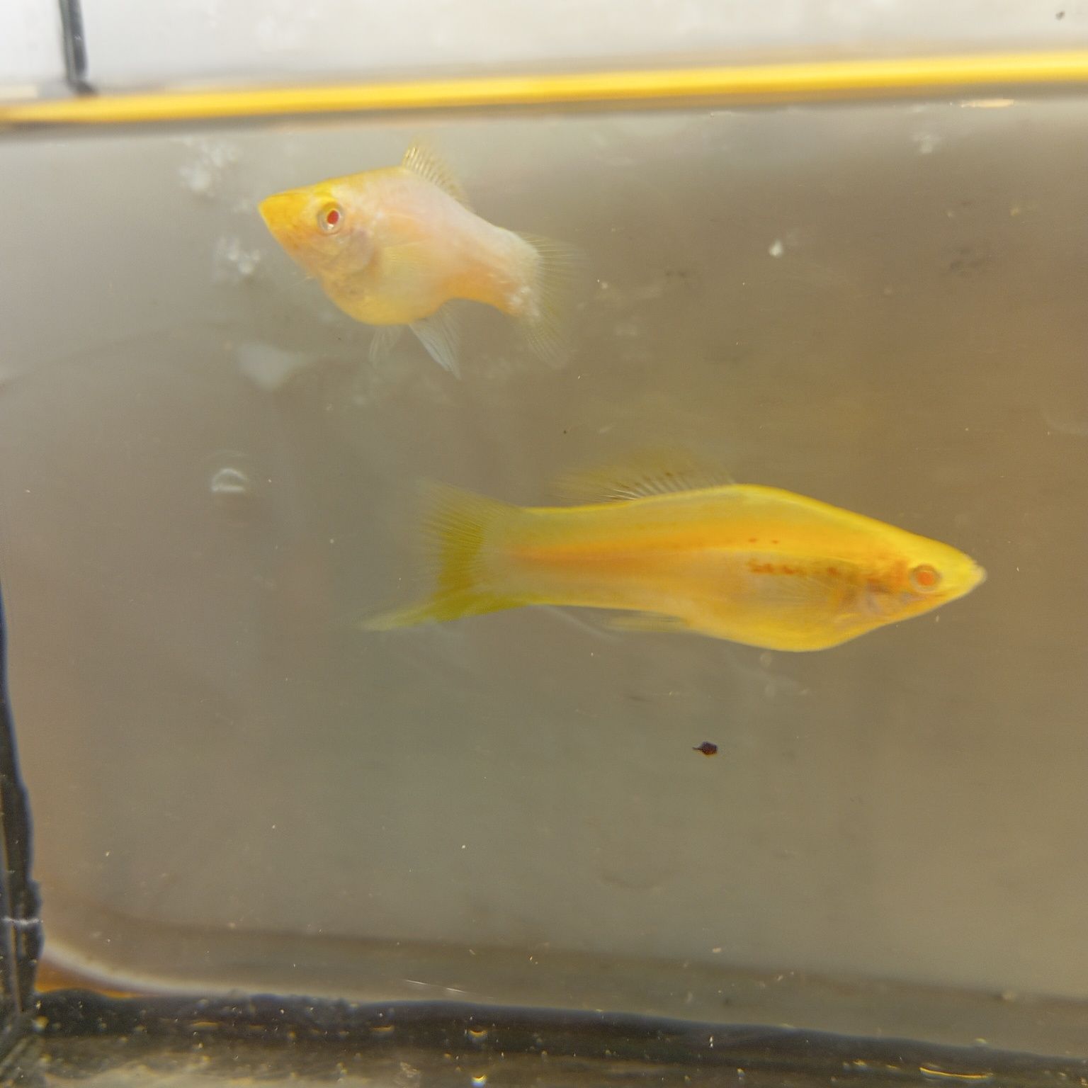 Mieczyki Albino białe para