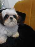Piesek Shih-Tzu                                    .
