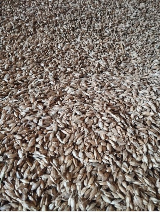 Sprzedam orkisz pszenica