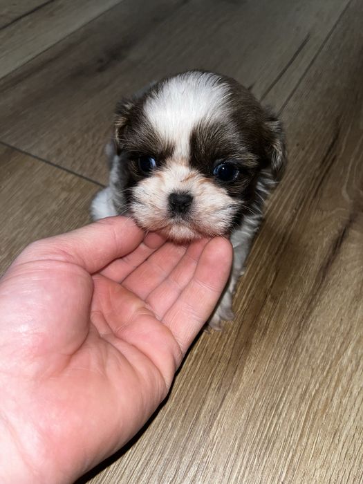 Shihtzu szczeniak shih tzu piesek miniaturka