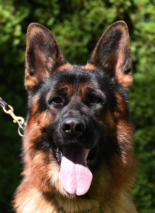 Owczarek Niemiecki suczka szczeniak ZKwP FCI po Zwycięzcy SG1 Słowacji