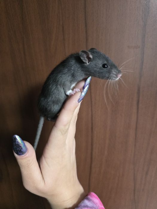 szczur szczury szczurki  samce,samice