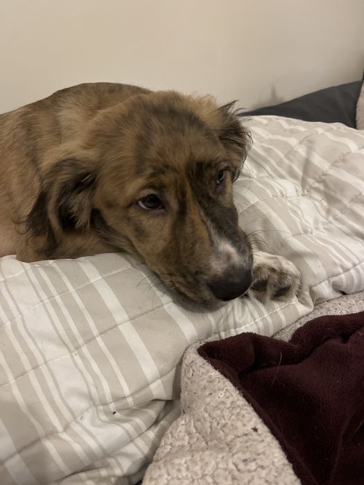 Dou  este cao  com quatro meses