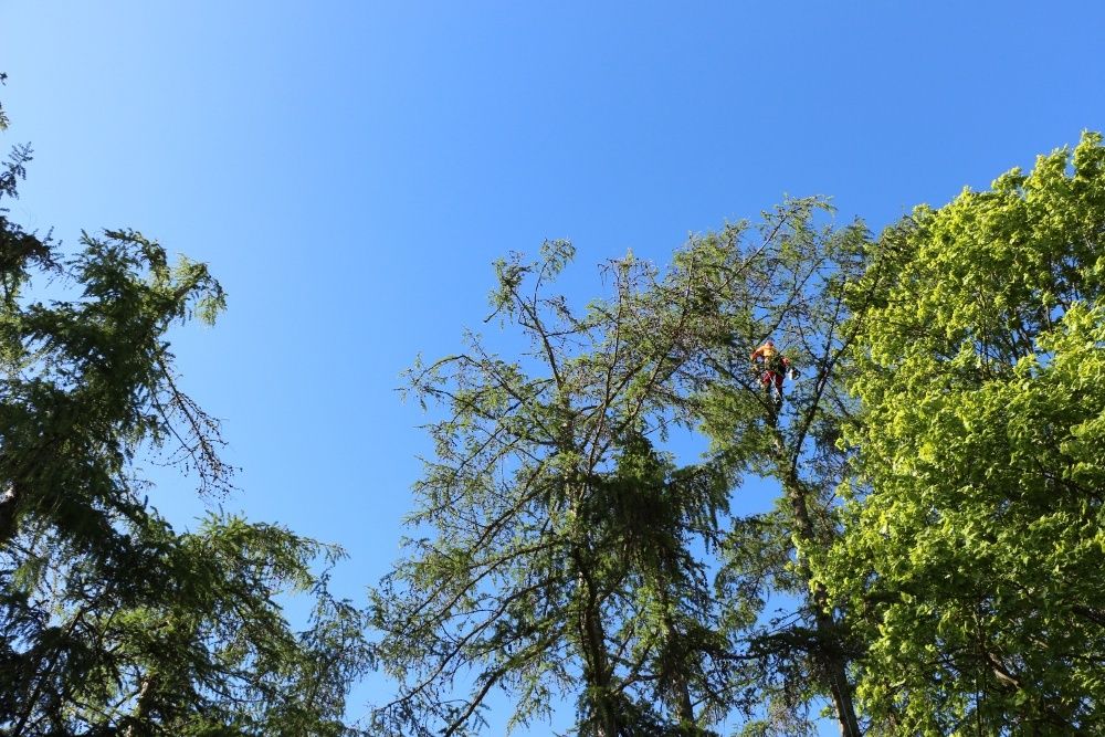 Wycinka przycinanie pielegnacja drzew alpinistycznie Arborysta Utyliza