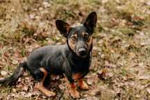 Młody, aktywny Rambuś poleca się do adopcji!!!