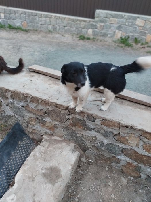 Віддам в добрі руки собачок