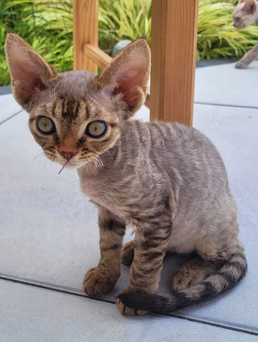 czekoladowa pręgowana kotka Devon Rex gotowa do zmiany domku