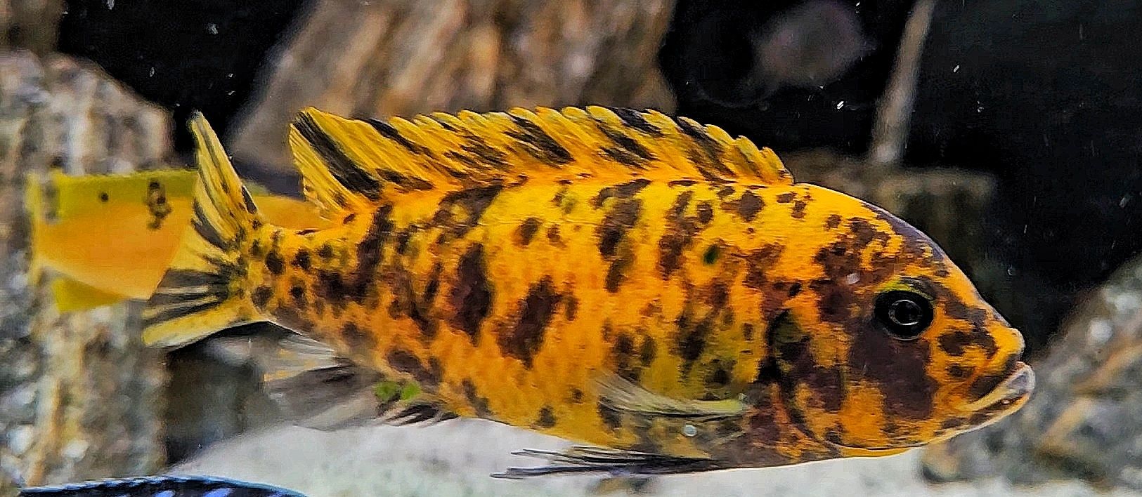 Metriaclima estherae Minos Reef