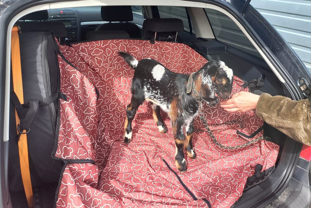 Пасажирські перевезення , такси межгород