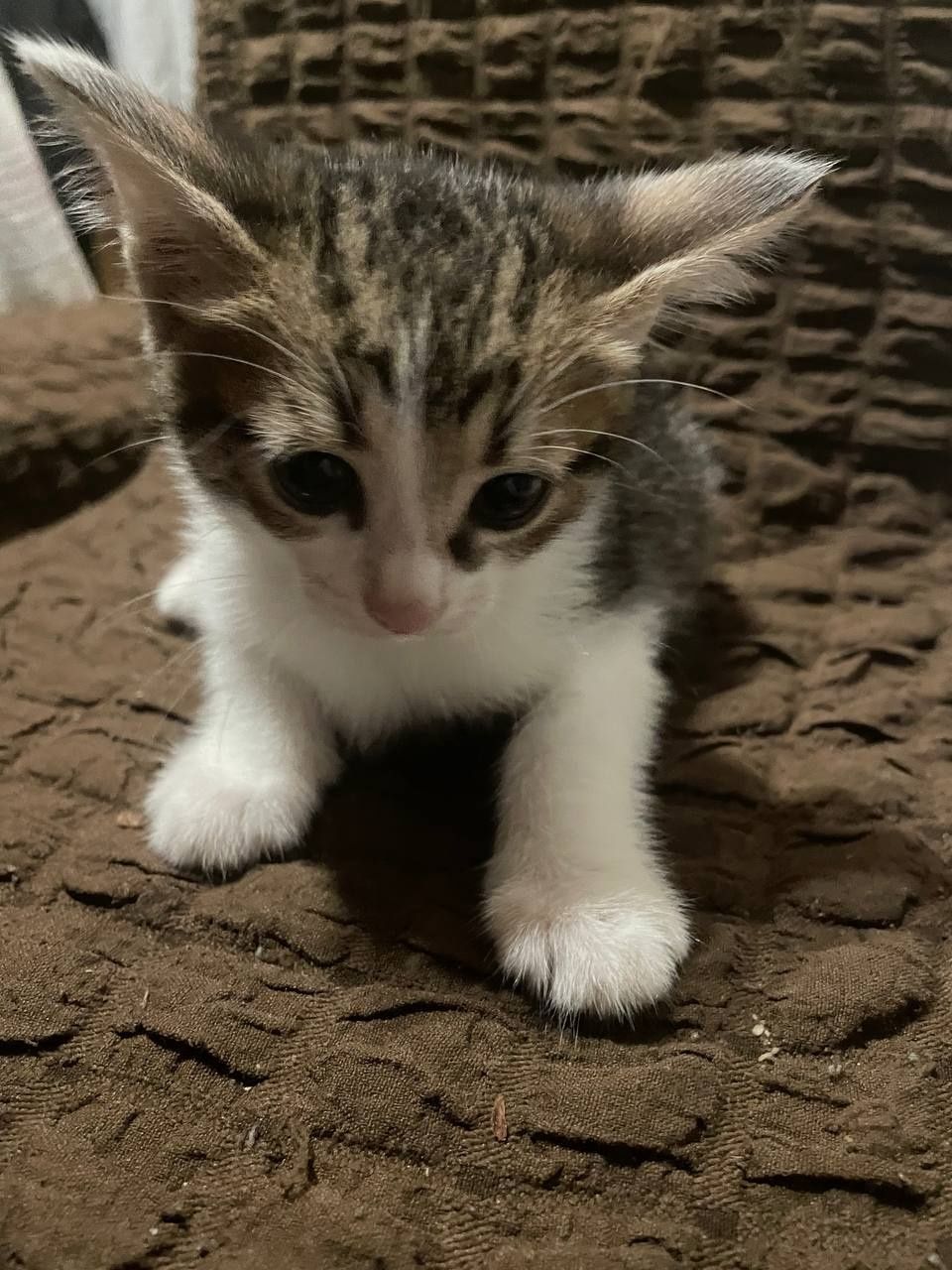 4 кошечки 2 месяца