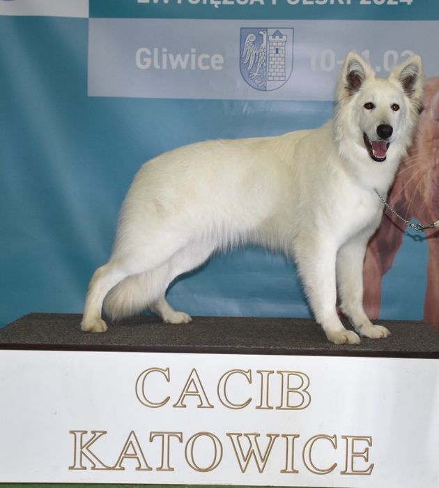 Biały Owczarek Szwajcarski