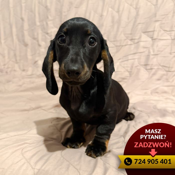 **jamnik (piesek) czarny podpalany**