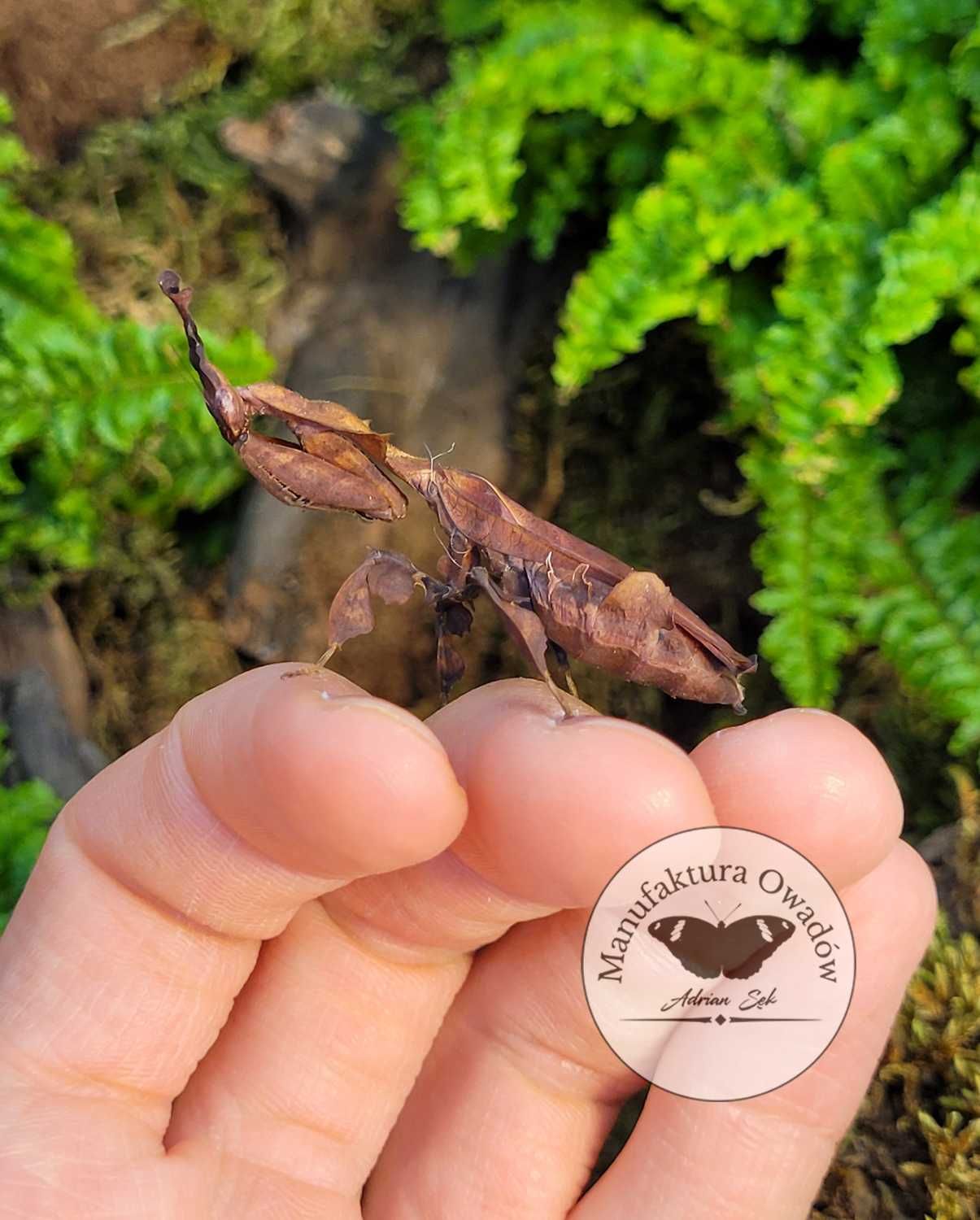 Modliszka liściogłowa - Modliszka Phyllocrania paradoxa L2 + gratisy