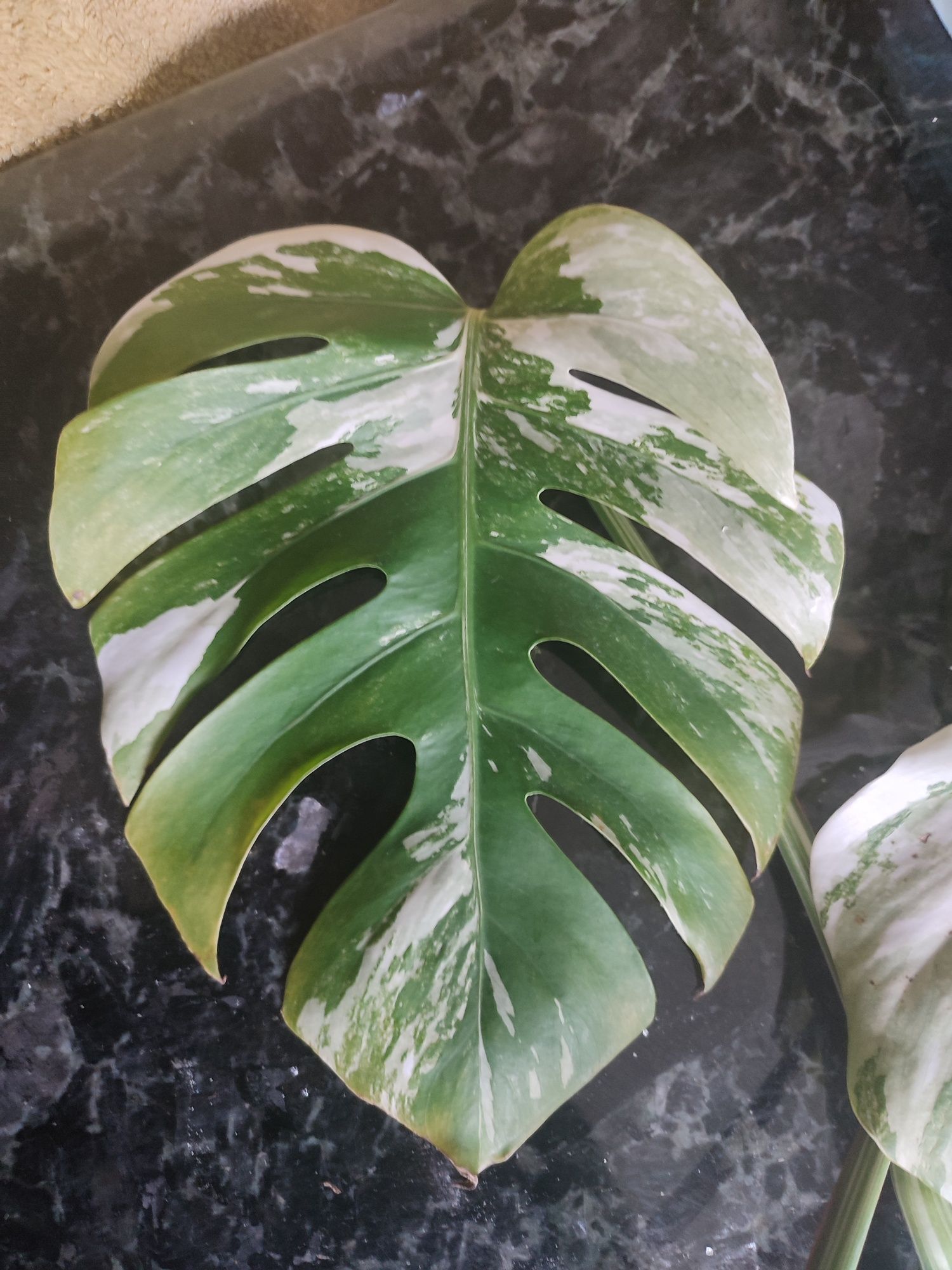 Monstera variegata pedowki