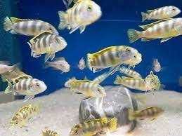 GB MALAWI Labidochromis Perlmutt  (pyszczak perłowy)