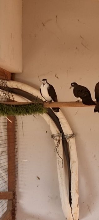 Rola de  tambor macho