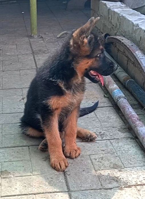 Крупные малыши с родословной.