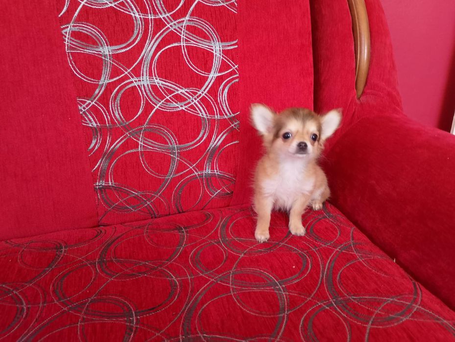 Chihuahua szczeniak suczka