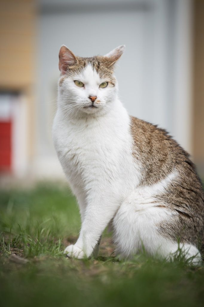 Kotka Dziunia do adopcji!