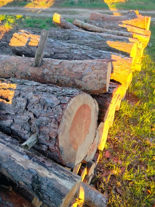 Drewno na opał sosna