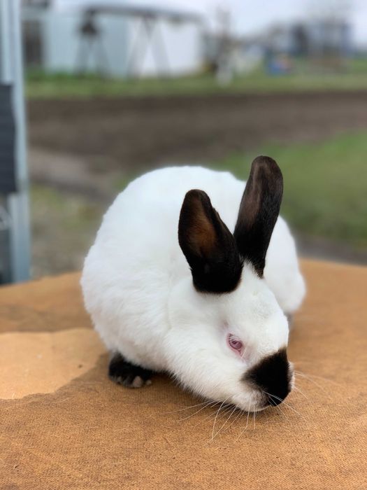 Króliki Kalifornijskie