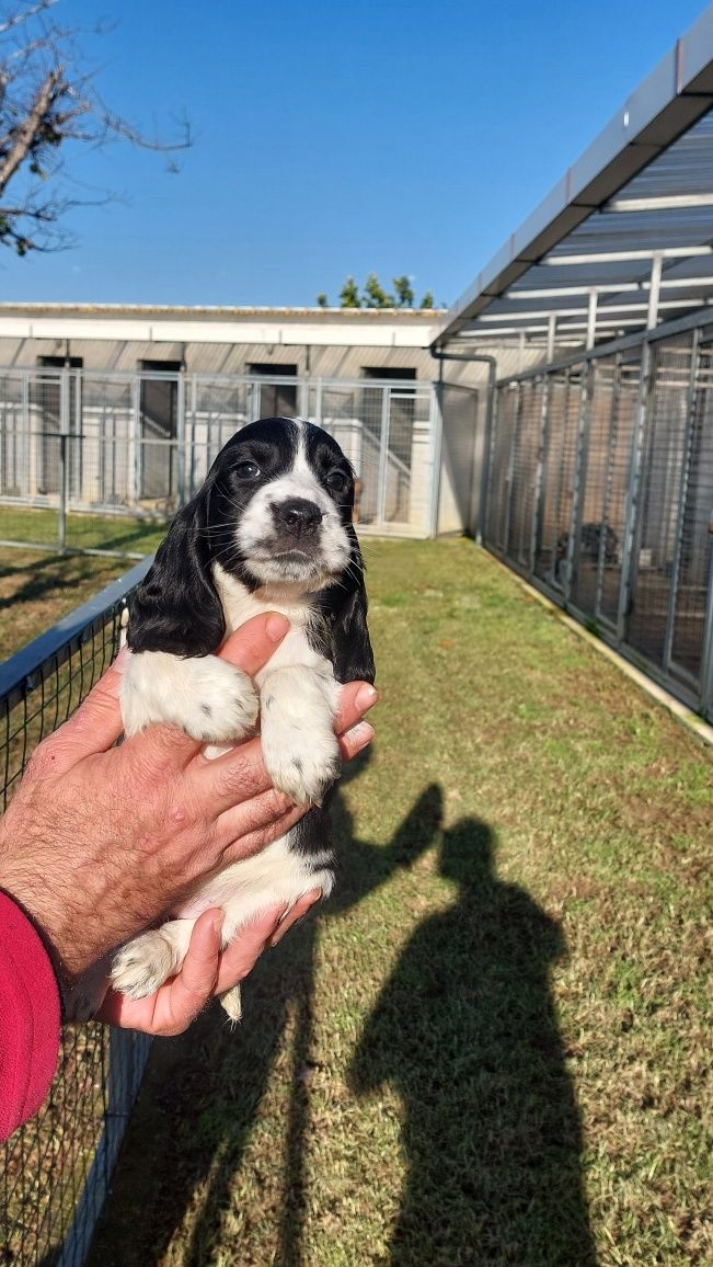 Menina Cocker com LOP-Pedigree