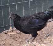 Kogut ayam cemani