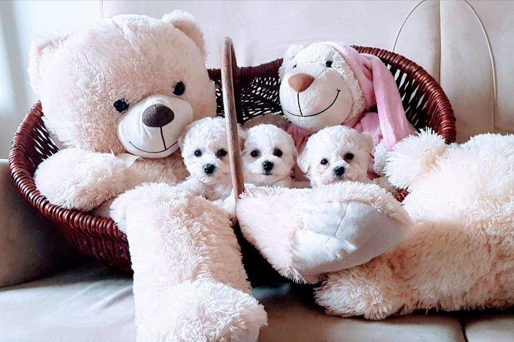 Bichon frise piesek  mini .