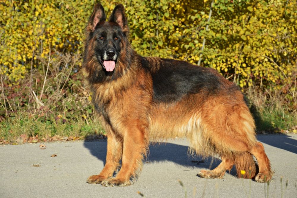 Owczarek Niemiecki Owczarki Niemieckie- DOROSŁA SUKA !