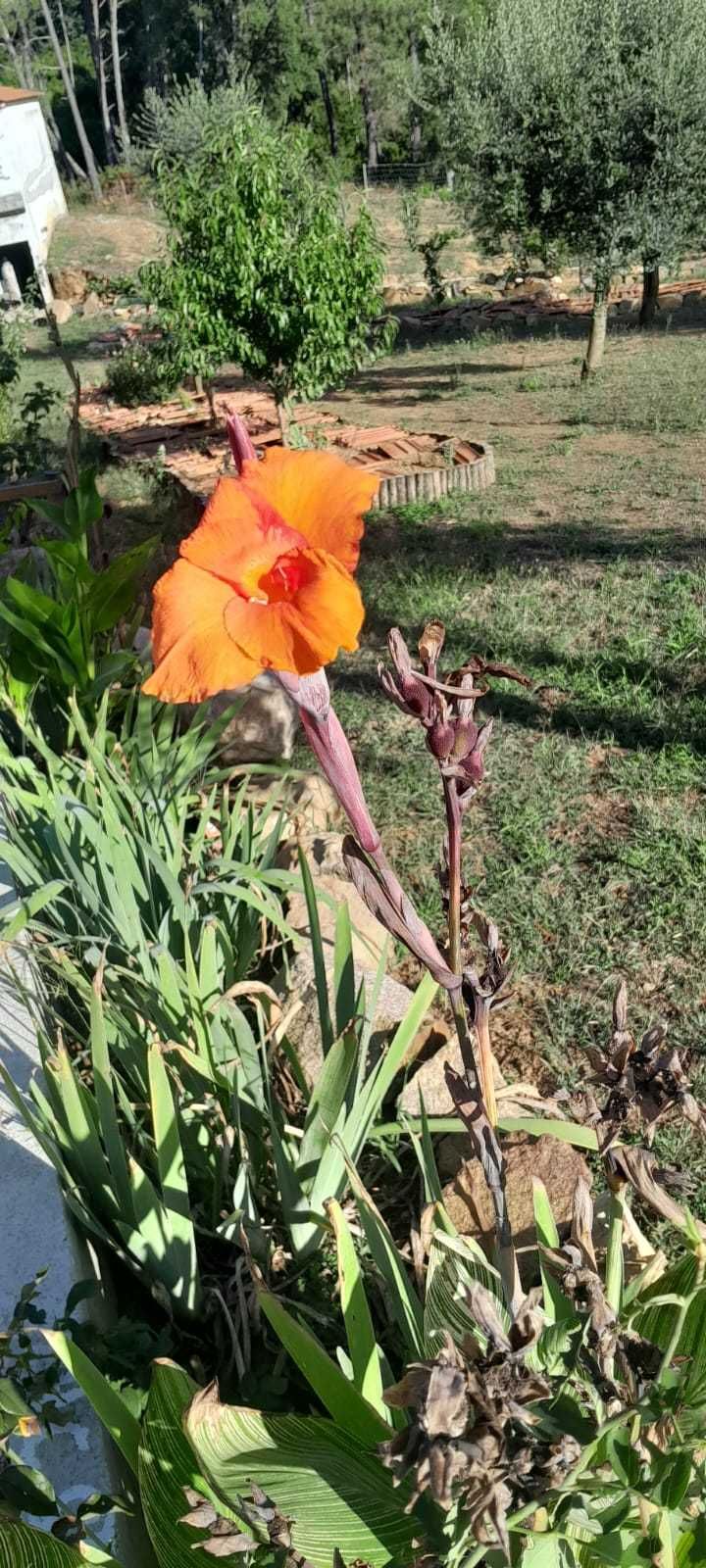 cannas picasso outro cors